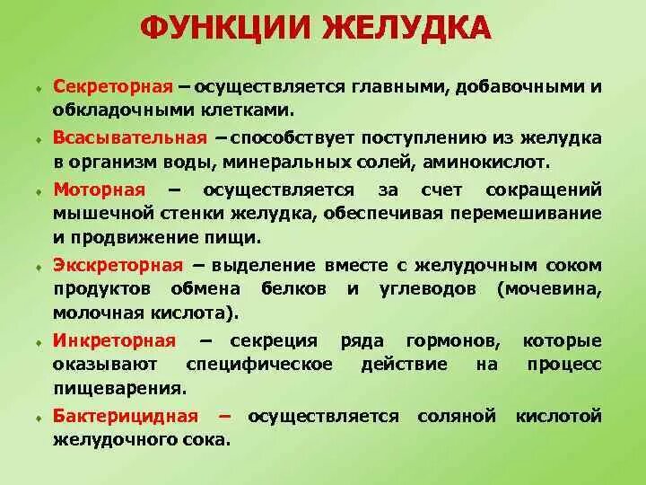 Выполняемые функции желудка человека