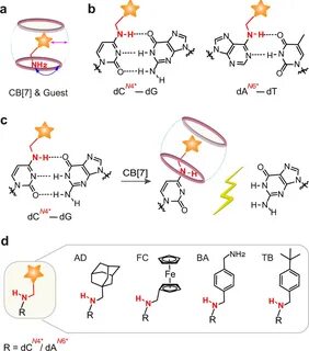 For a typical guest molecule with an amine group... 
