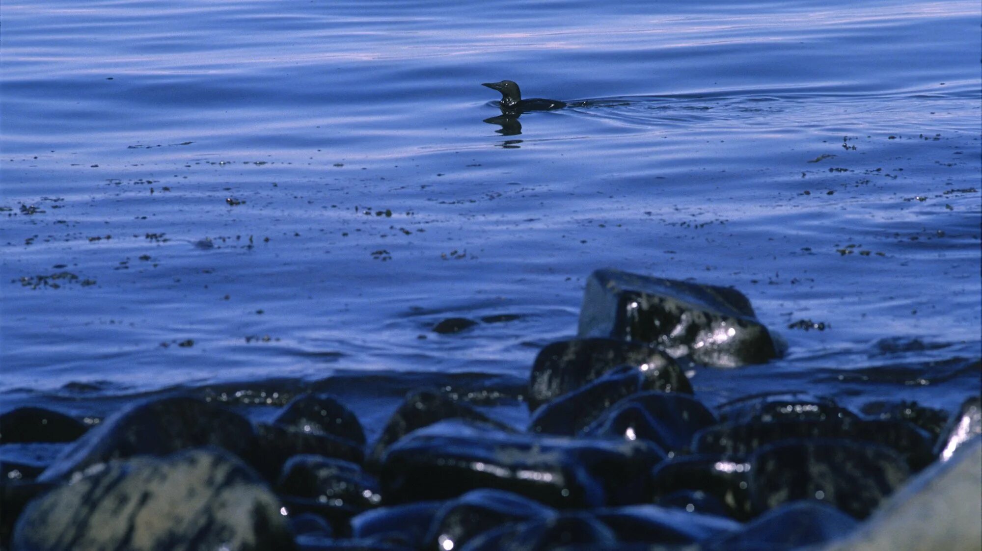 Сосна утонет в нефти. Разлив нефти Exxon Valdez. Экссон Вальдес 1989. 1989 Exxon Valdez Oil spill in Alaska. Exxon Valdez Водный мир.