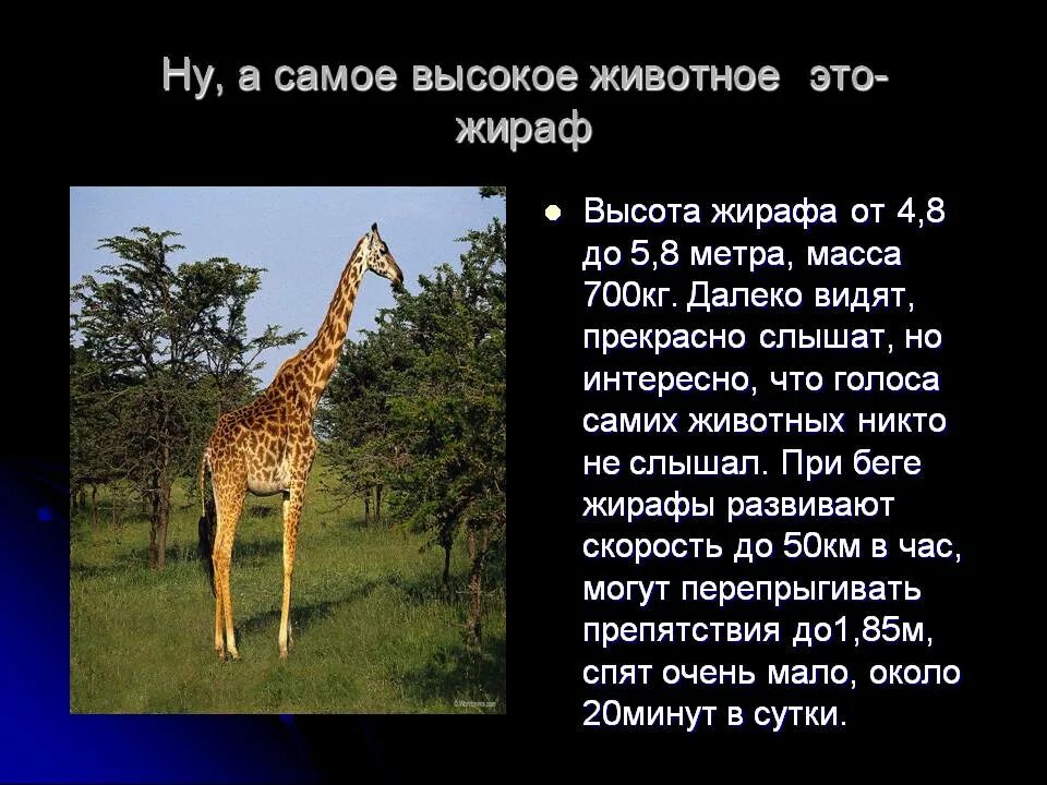 Какое животное выше. Сообщение о жирафе. Описание жирафа. Сообщение про жирафа. Жираф доклад.