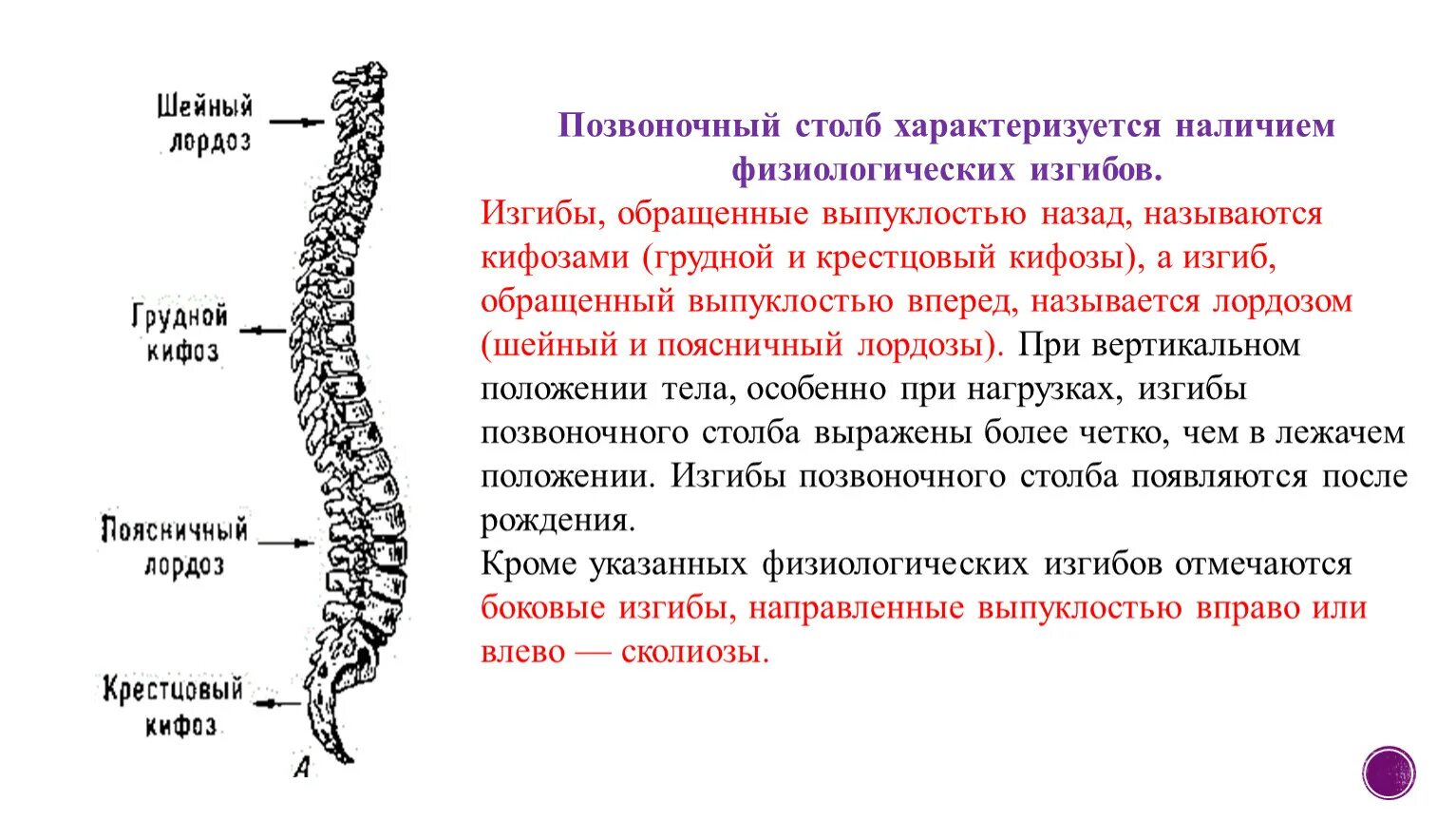 Функции шейного отдела. Строение позвоночника лордоз кифоз. Формирование изгибов позвоночника анатомия. Отделы позвоночника лордоз кифоз. Позвоночный столб отделы физиологические изгибы функции.