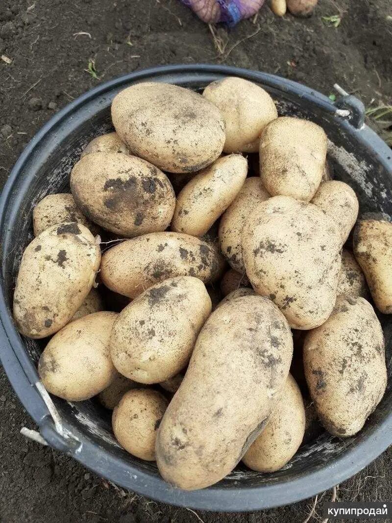 картошка сорт аро. картофель сорт эксибишен. картофель сорта удача фото. картофель сорта удача фото. картофель удача невский.