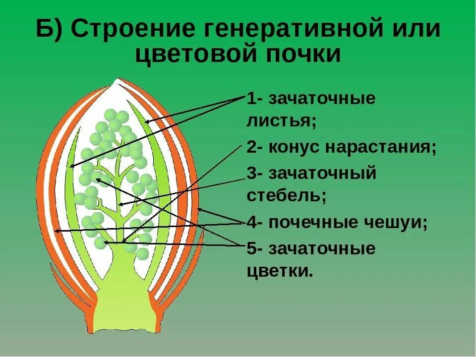 Рассмотрите изображение генеративной почки. Строение генеративной почки растения. Строение генеративной почки. Строение генеративной почки рисунок. Строение вегетативной и генеративной почки.