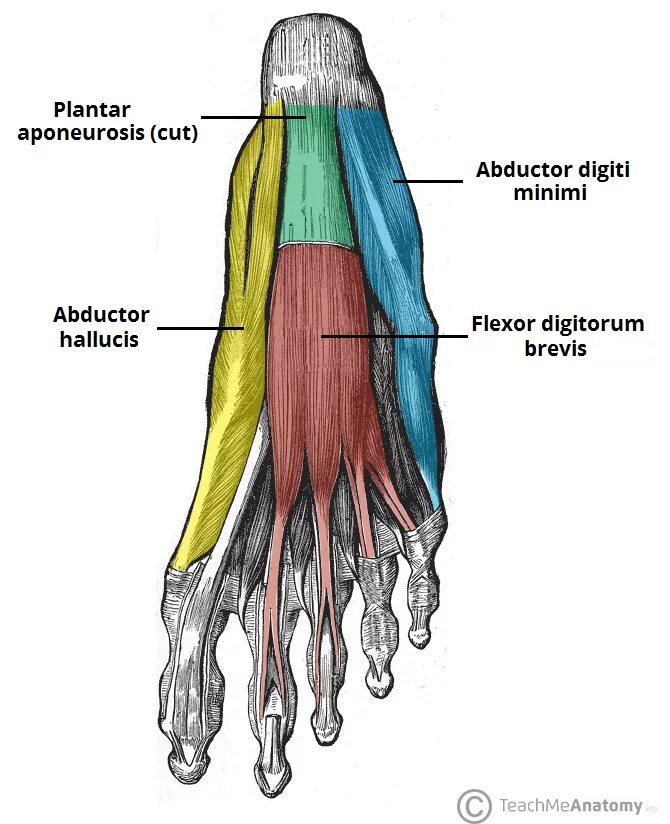 Foot muscle. Мышцы стопы анатомия подошвенная. Апоневроз стопы анатомия. Сгибатели стопы анатомия. Подошвенный апоневроз стопы анатомия.