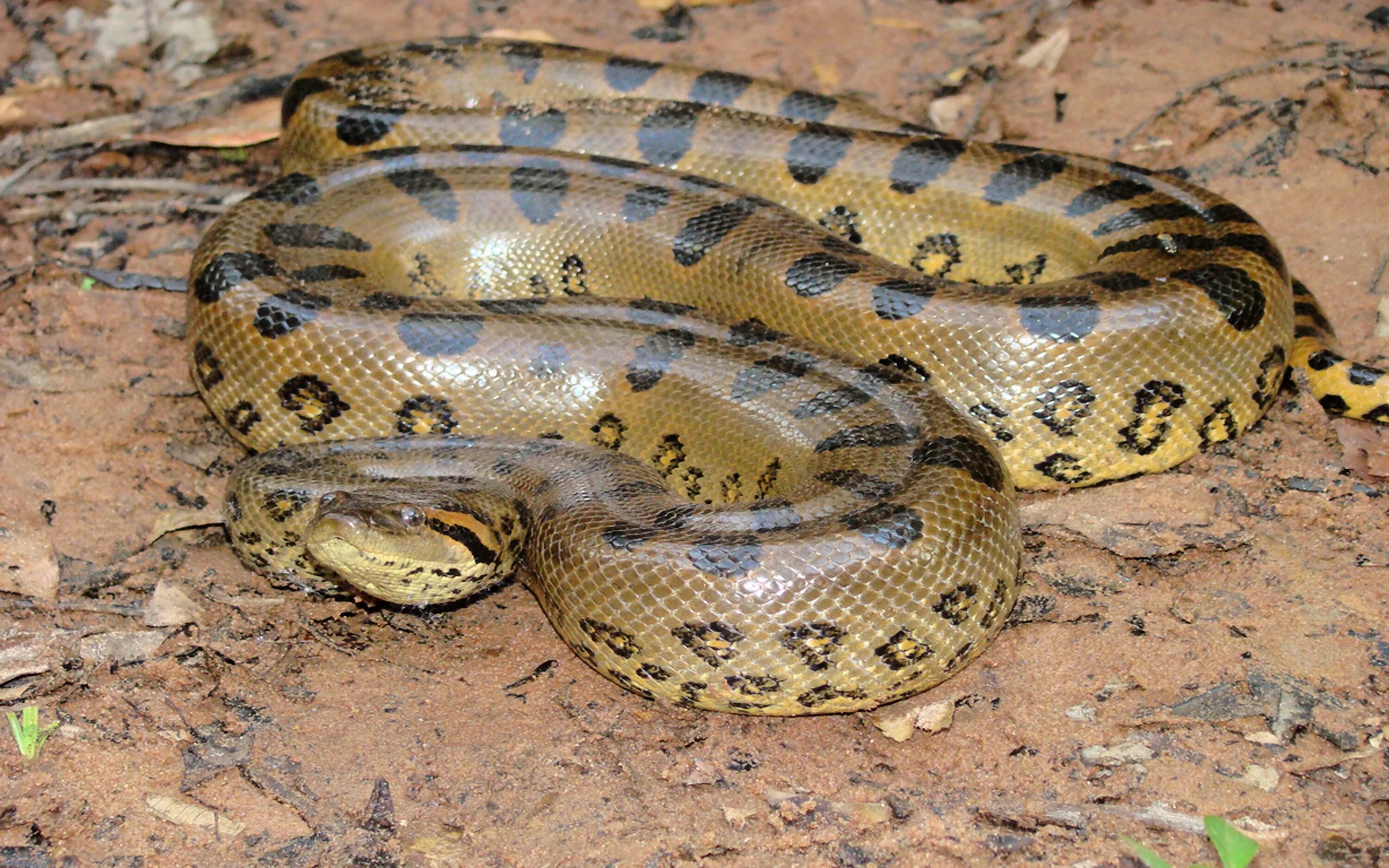 Анаконда змея. Зеленая Анаконда (eunectes murinus). Водяной удав Анаконда.