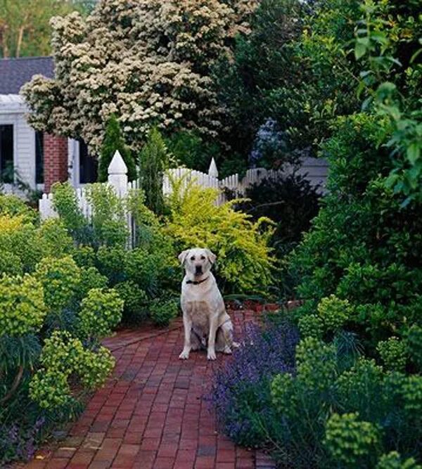 Садик для собак. Собака во дворе. Собака и ландшафтный дизайн. Собака во дворе частного дома.