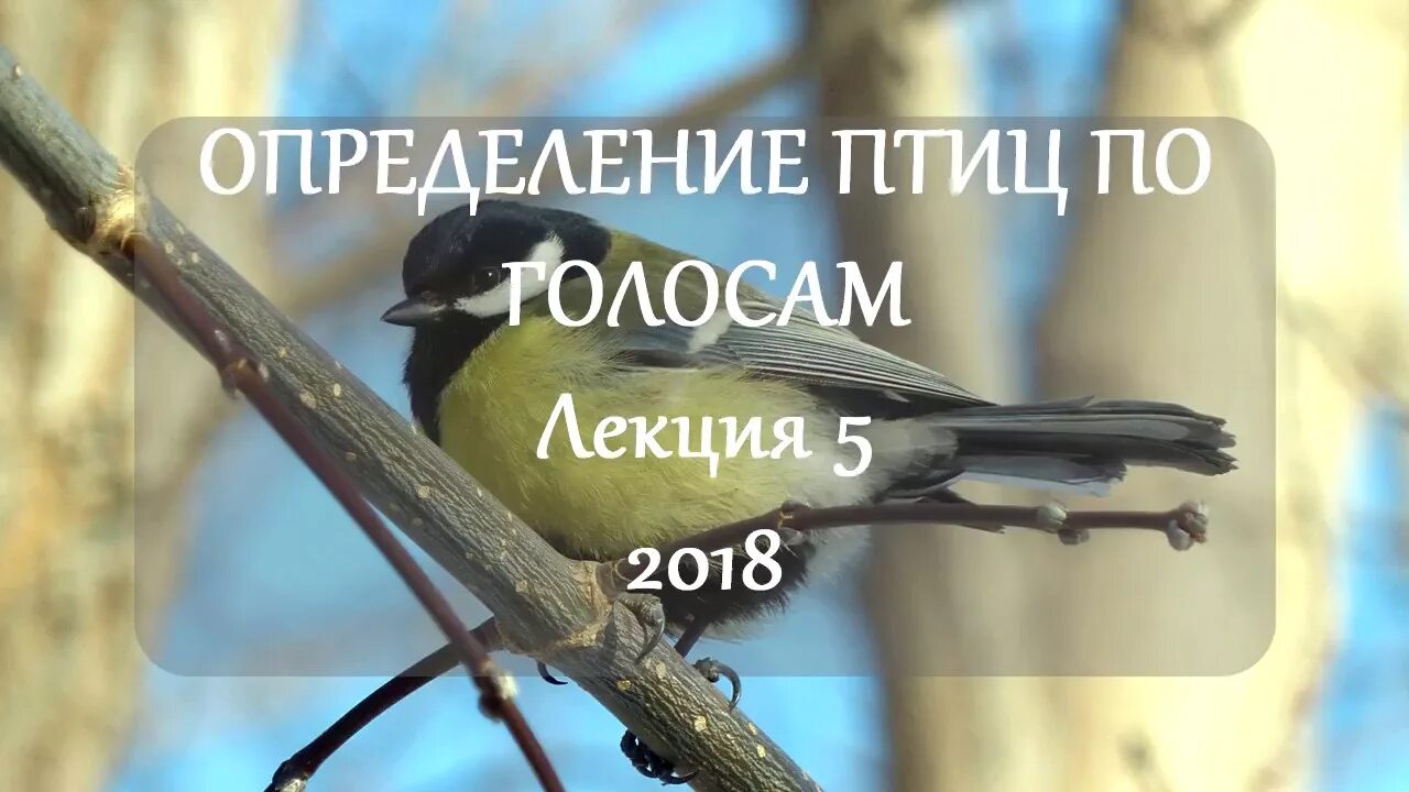 Приложение для определения птиц. Голос синицы. распознавание птиц по пению. распознавание голоса птиц. распознавание птиц по голосу.