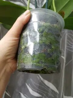 Цвель