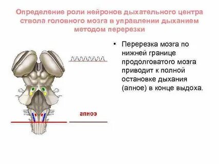 Нейроны продолговатого мозга