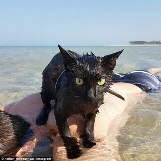 Порода кошек любящая воду
