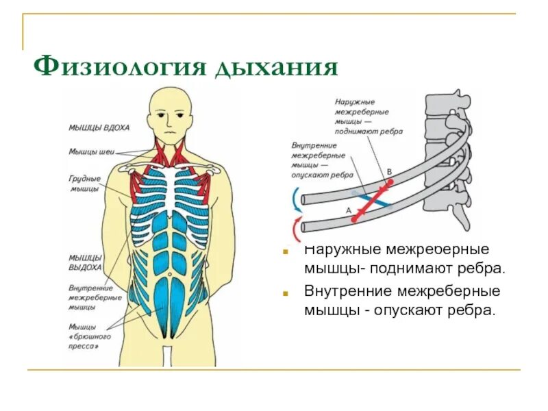 1) Наружные межреберные мышцы. Мышцы, поднимающие ребра и наружные межреберные мышцы. Иннервация наружных межреберных мышц. Наружные межреберные мышцы функции.