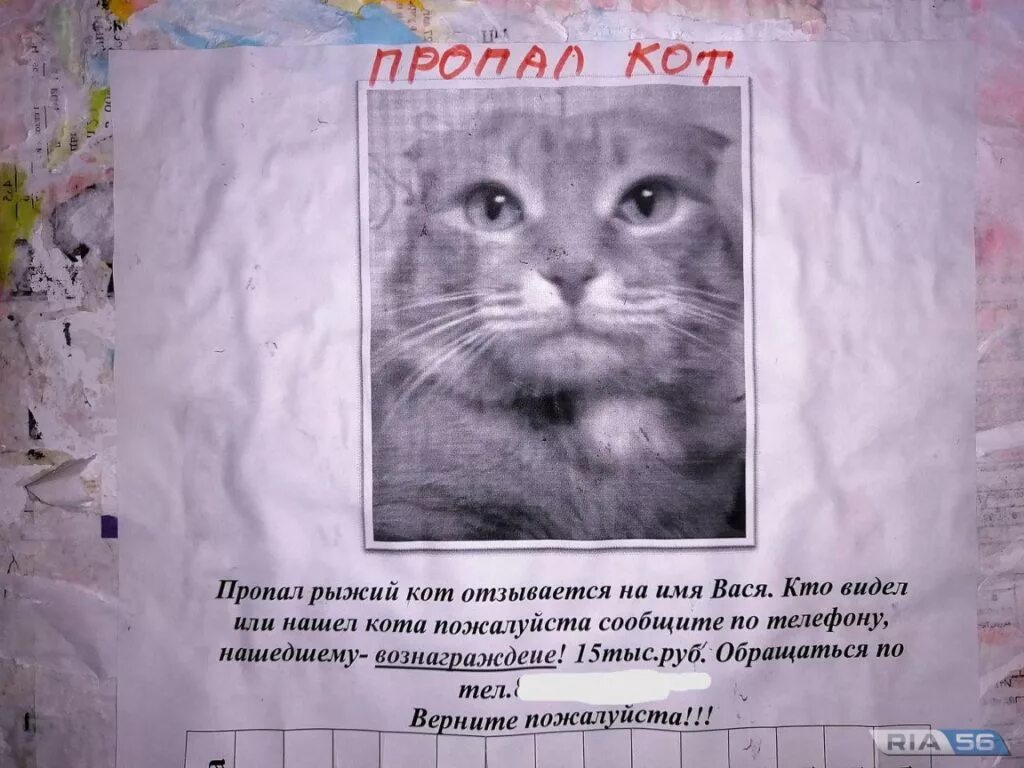 Объявление о пропаже кота. Пропажа кота. Объявление о пропаже рыжего кота. Пропал кот. Кличка вася