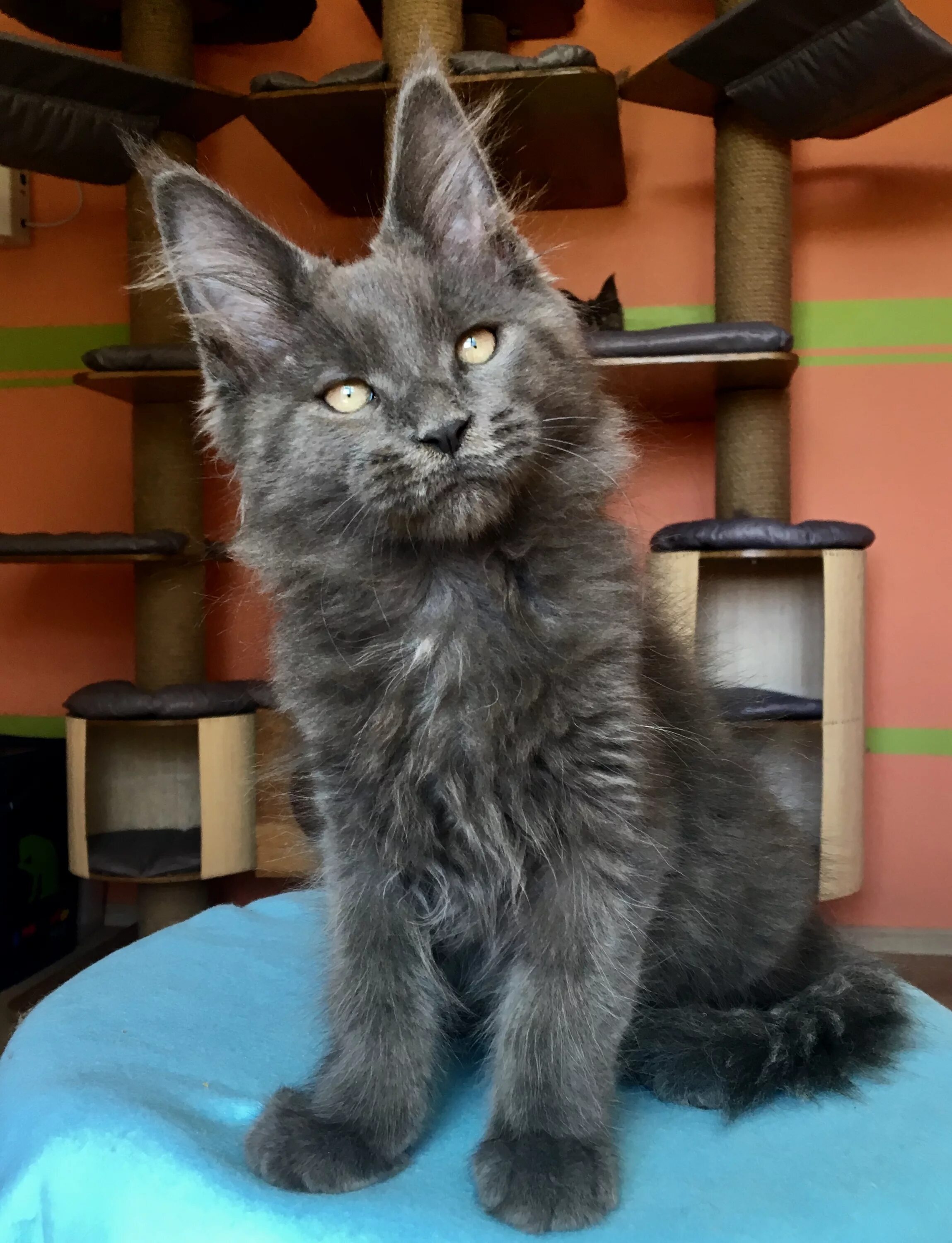 Мейн кун голубого окраса. Кошка мейн кун. кошка мейн кун голубой солид. голубой солид мейн. серый мейн кун котенок.