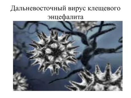 Возбудителем таежного энцефалита являются