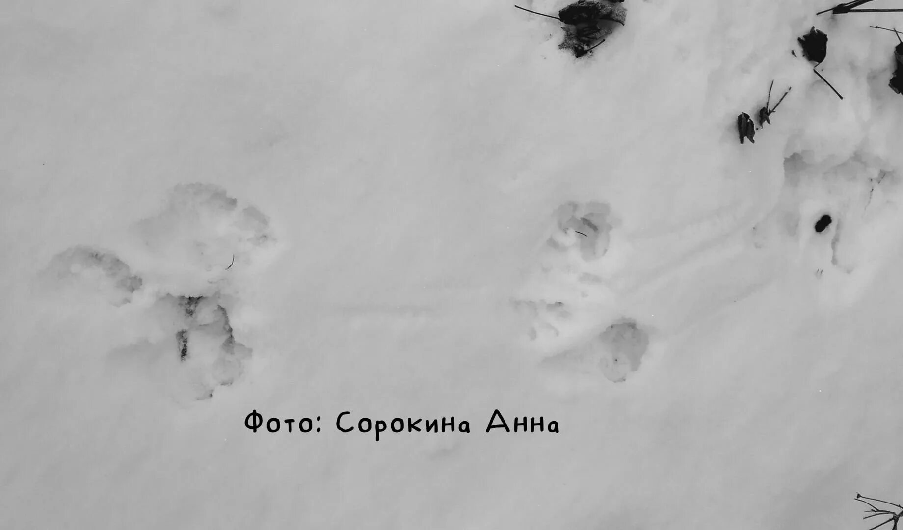 Зверя по следам текст. Лиса следы на снегу фото. Следы зайца беляка. Следы ласки на снегу. Следы кабана зимой на снегу.