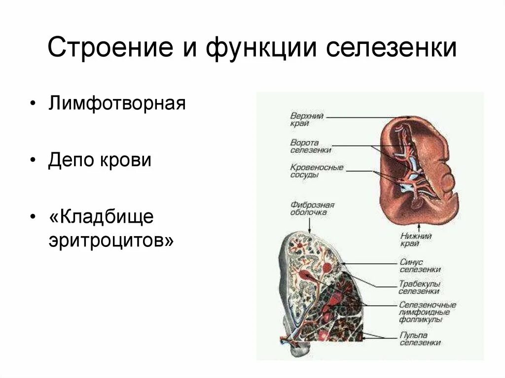 Части селезенки. Селезенка строение и функции анатомия. Строение селезенки анатомия кратко. Селезенка строение органа и функции. Строение селезенки внутренне и внешнее.