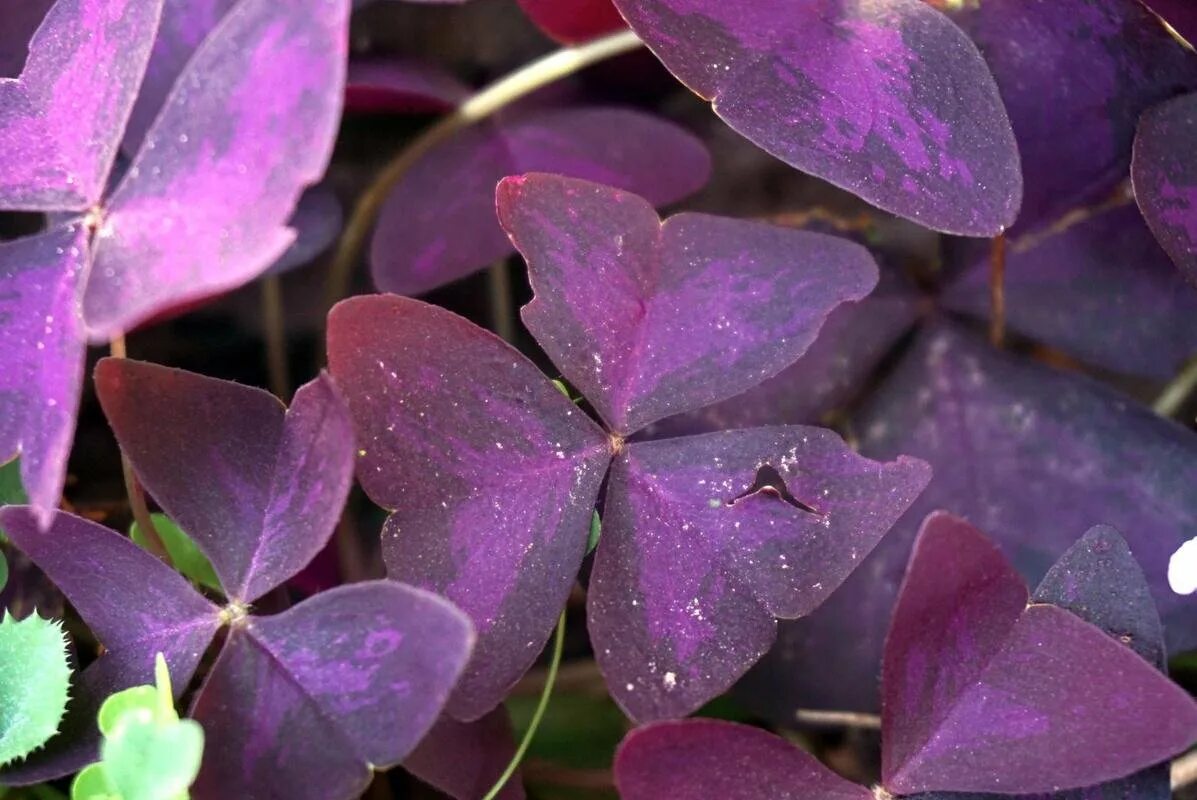 Темно фиолетовые листья растение. Кислица пурпурная (Oxalis purpurea). Клевер Атропурпуреа. Оксалис суккулент. Кислица оксалис клубненосная.