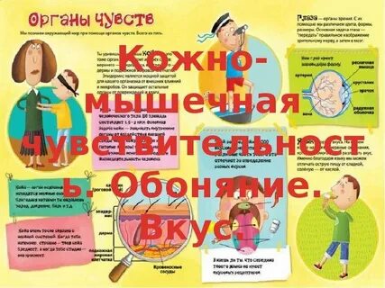 Кожно мышечная чувствительность