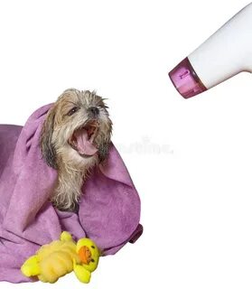Можно сушить собаку феном