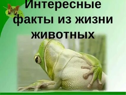 Рассказать о жизни животных