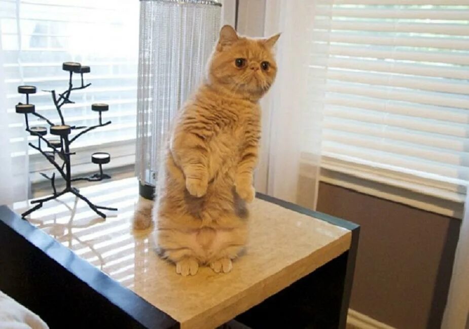 Кот стоит спиной. Кот стоит. стоящий кот. котик стоит на задних лапах.