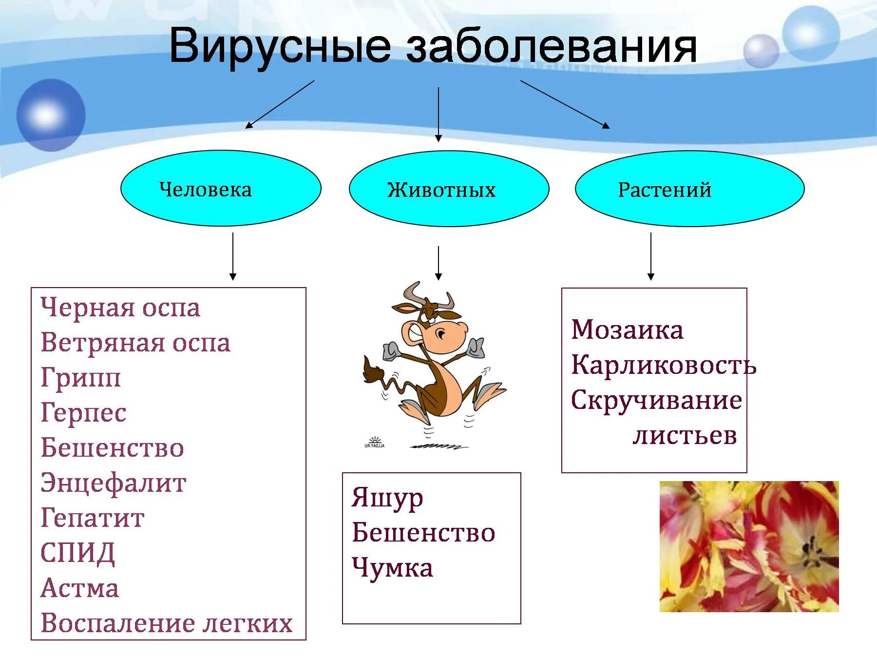 Болезни человека животных и растений вызываемые вирусами. Заболевания вызываемые вирусами у растений животных человека. Вирусные заболевания презентация. Болезни вызываемые вирусами растения животные человек. Вирусные заболевания 9 класс