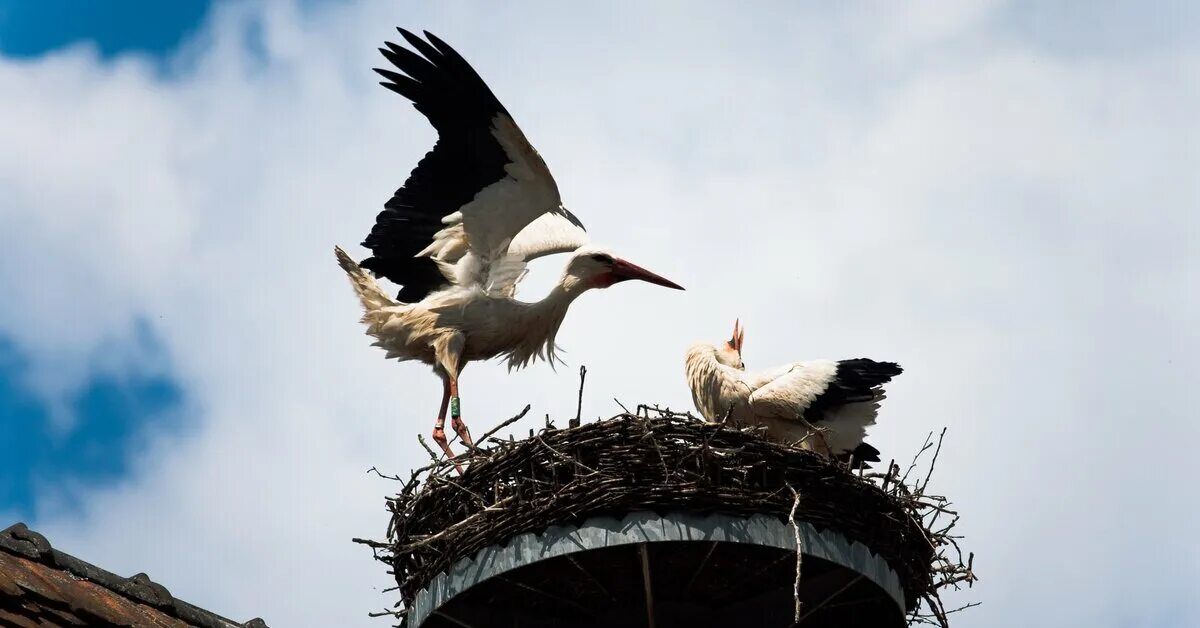 Гнездо аиста в Португалии. Гнездо аиста Идрица. Гнездо журавля. Гнездо аиста фото. Гнездо птицы аиста