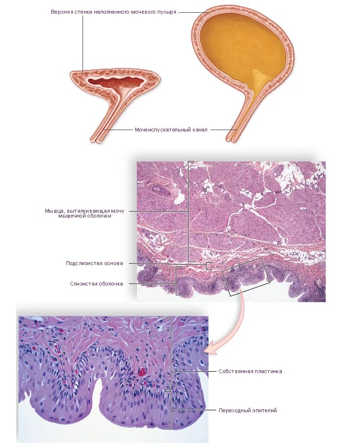 Особенности мочеиспускательного канала. Слои слизистой оболочки мочевого пузыря. Мочевой пузырь строение оболочки. Стенки мочевого пузыря анатомия. Слои стенки мочевого пузыря гистология.