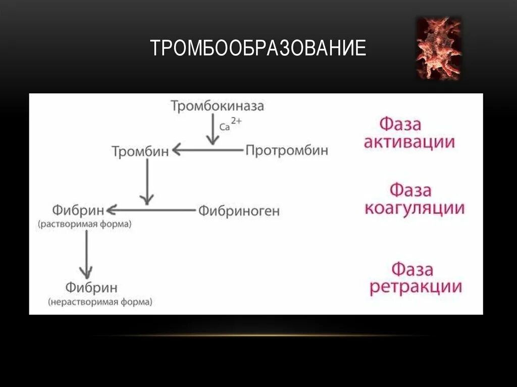 Образование тромба из фибрина