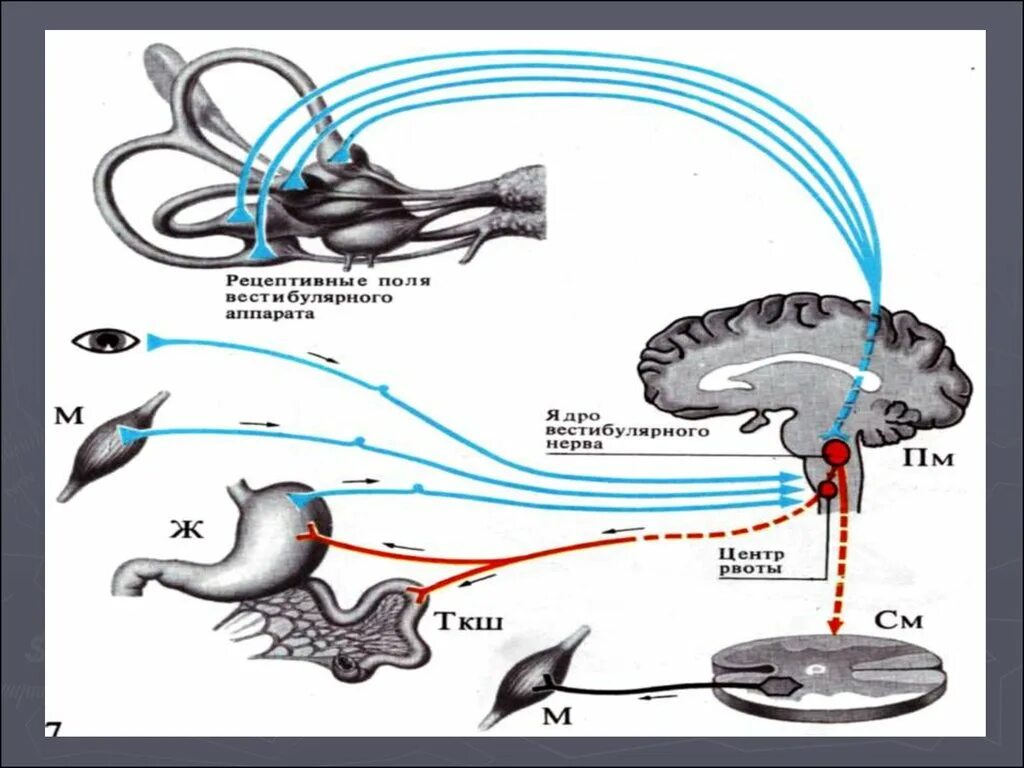 Вестибулярный анализатор строение физиология. Структурно-функциональная схема вестибулярного анализатора. Схема вестибулярного анализатора схема. Схема строения вестибулярного анализатора. Периферический отдел вестибулярного аппарата