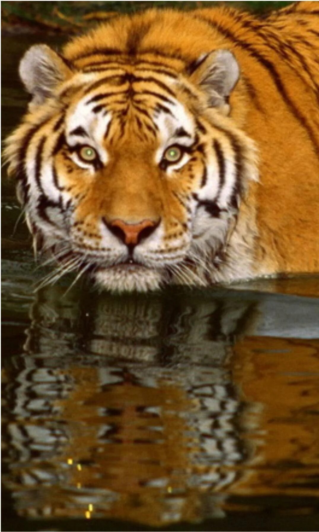 Суматранский тигр и человек. Better tiger. Красивый тигр. Лазанские тигры. Тигр животное.