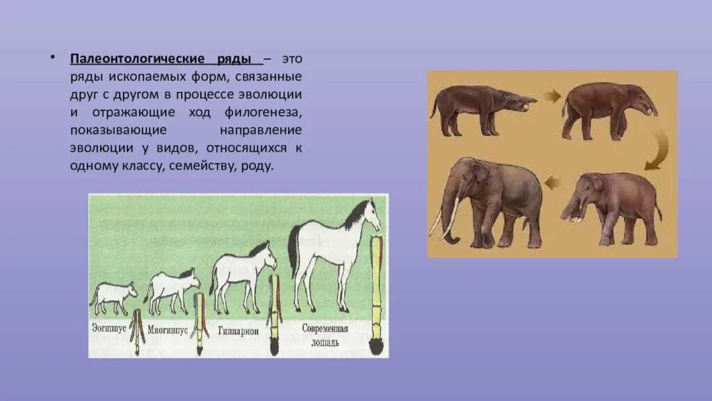 Филогенез примеры. Филогенетические доказательства эволюции. Палеонтологические филогенетические ряды. Филогенез хоботных. Палеонтологические ряды отражение хода филогенеза.