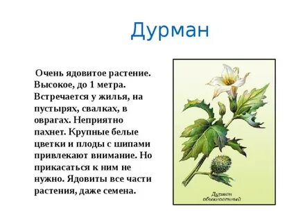 Текст песни дурман