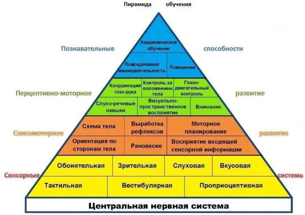 Личности 1 уровень. Пирамида развития ребенка Вильямс и Шелленбергер. Пирамида психического развития ребёнка. Пирамида Вильямса Шелленберга по возрастам. Пирамида обучения Шелленберга.