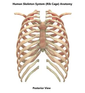 Rib cage