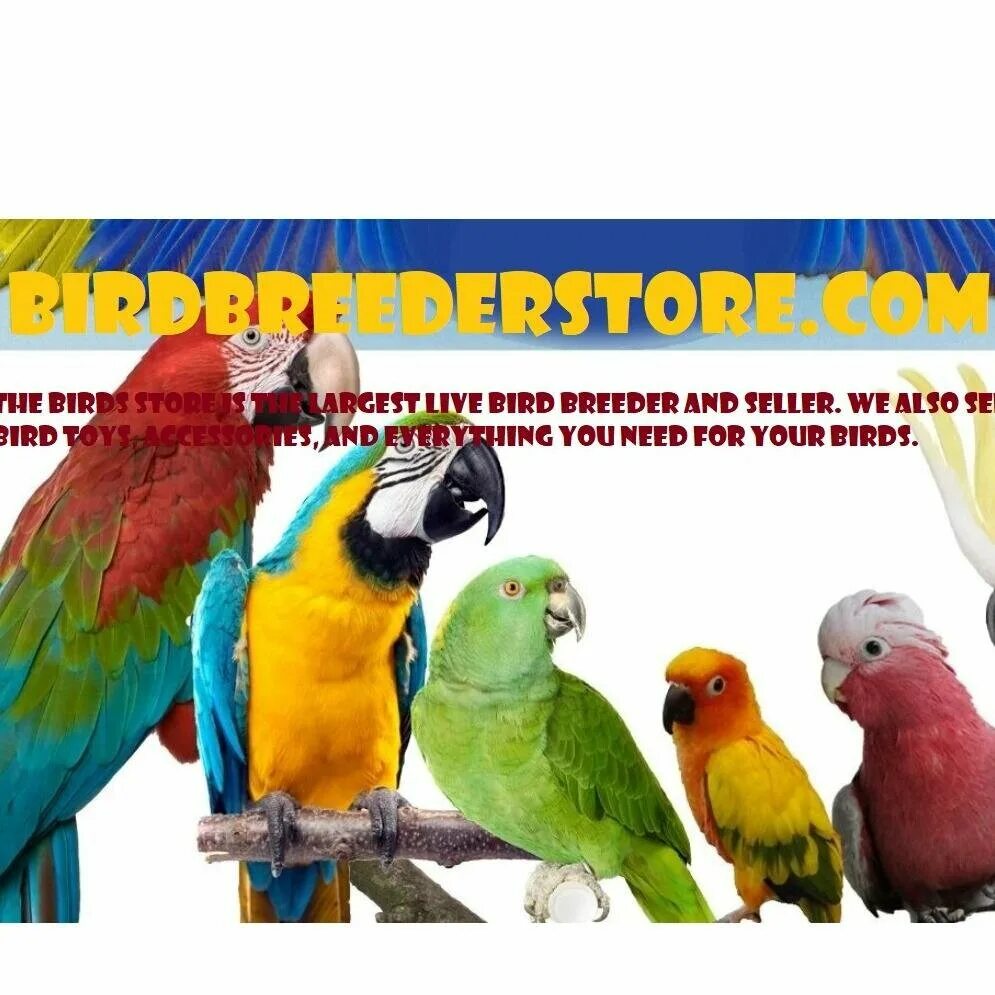 Bird store. Птицы в зоомагазине. Птицы из зоомагазина. Зоомагазин птицы реклама. Птички в зоомагазине маленькие.