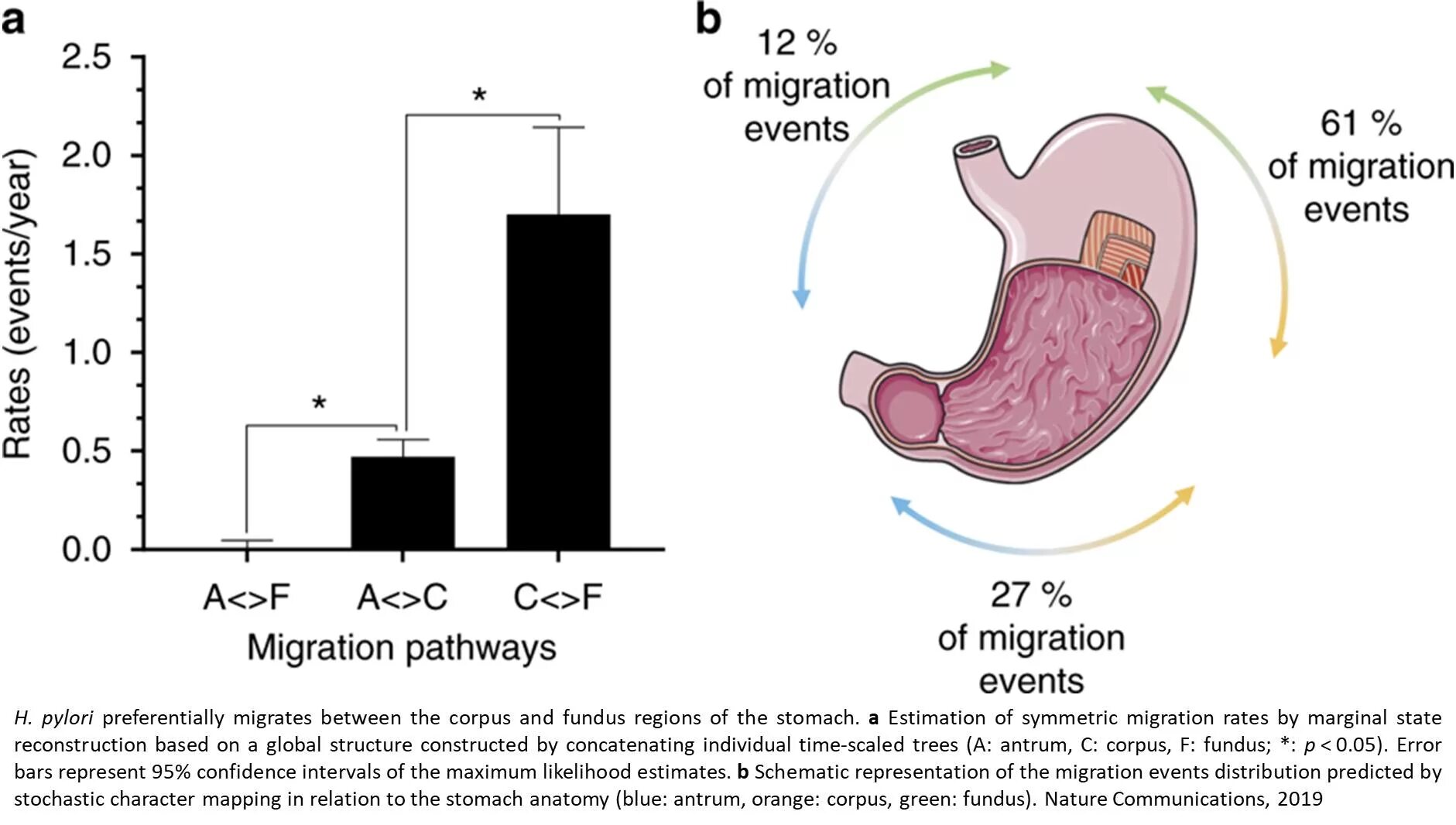 хеликобактер понос