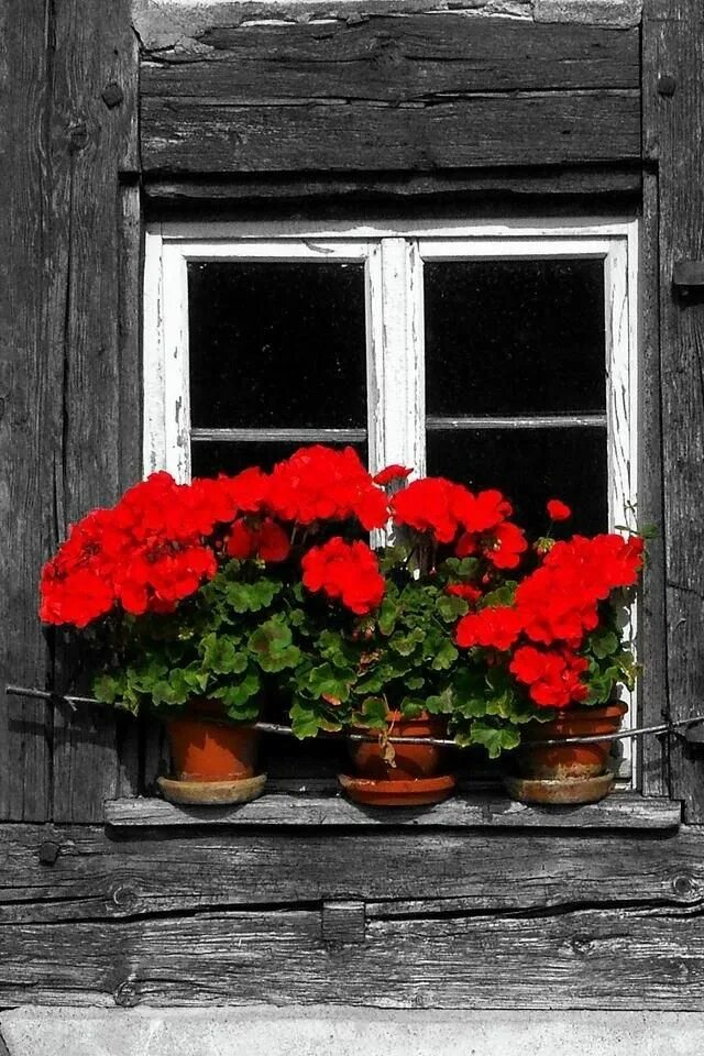 Герань на кухне. Герань на окне. Пеларгония в ящиках. Пеларгония на окне. Красная герань на окне.