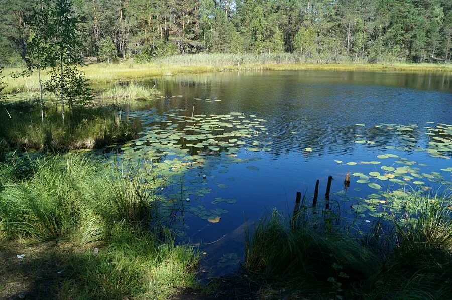 Озеро чистое рыбалка. Ефимьевское озеро Нижегородская. Озеро Ефимьевское Богородский район Нижегородская. Озеро Ефимьевское Богородский район. Ефимьевское озеро пляж.