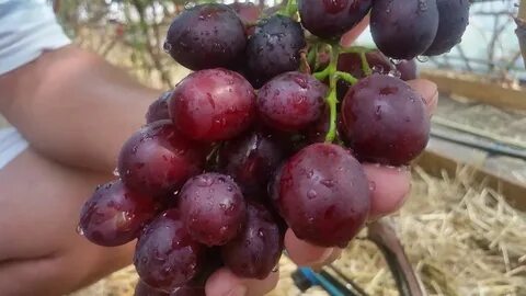Виноград сорт перцовый красный