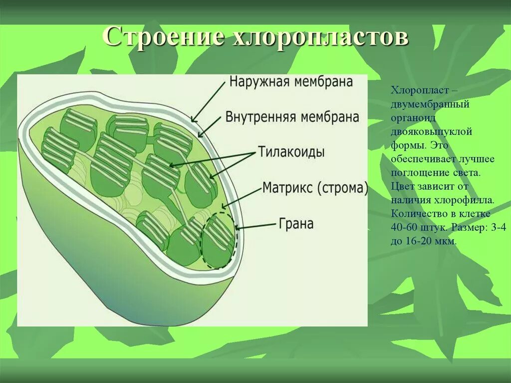 Хлоропласты характерны для ответ. Строение клетки хлоропласты. Строение хлоропласта рисунок. Структура клетки хлоропласт. Строение хлоропласта ЕГЭ биология.