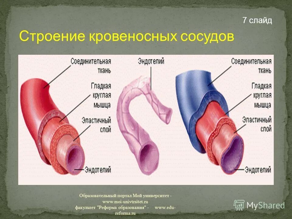 Особенности строения артерий вен