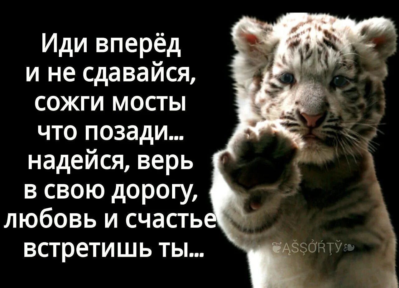 Идти только вперед цитаты. Вперед цитаты. Только вперед цитаты. Иди вперед цитаты. Друг мой иди сдавайся песни