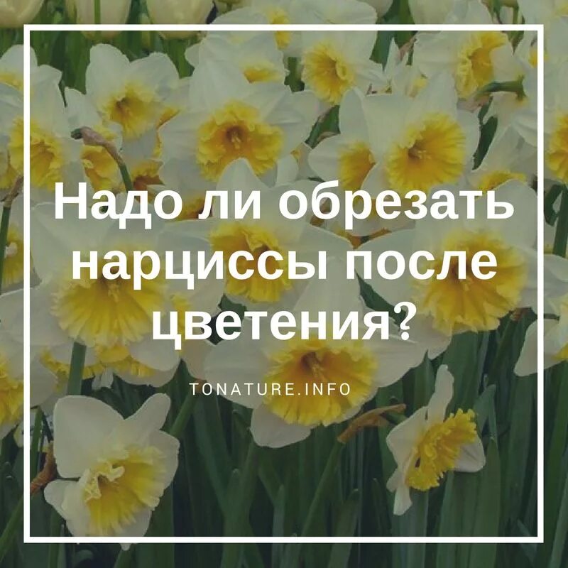 Как надо подрезать тюльпаны. Нарциссы после цветения. После нарцисса. Нарциссы после отцветания. Посадка нарциссов после цветения.