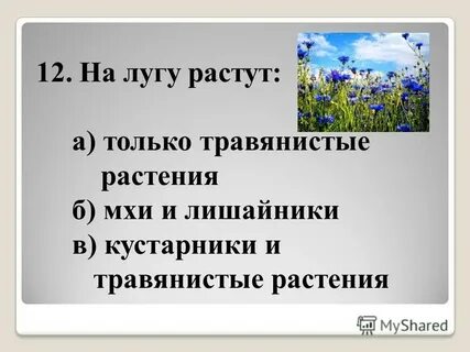 Мхи снижают продуктивность травянистых растений