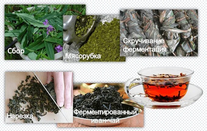 Какой чай можно ферментировать. Чай ферментированные травы. ферментация полезных трав для чая.