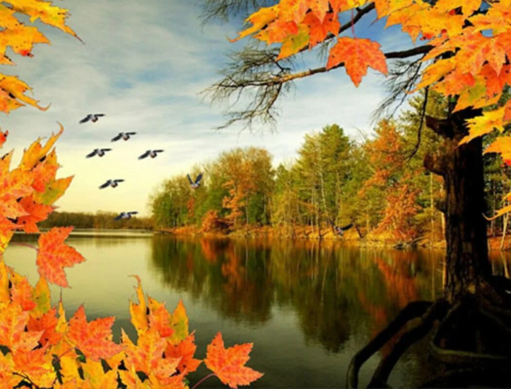Бальмонт осень. Птицы улетают осенью. Осень птицы улетают на Юг. Октябрь птицы улетают.