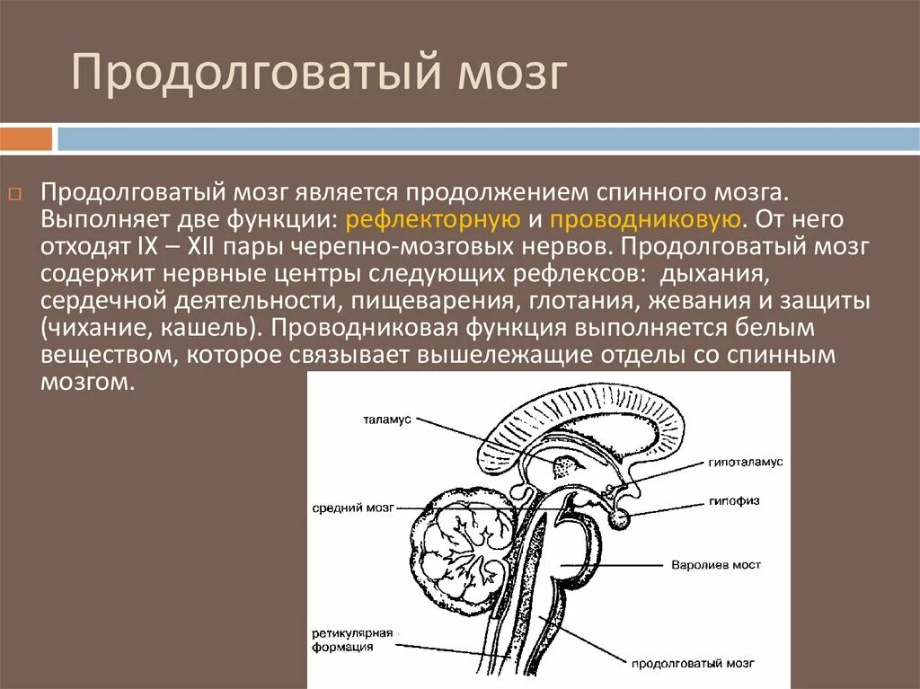 В продолговатом мозге находится нервный центр. Проводниковая функция продолговатого мозга. Продолговатый мозг выполняет функции. Рефлекторные центры продолговатого мозга. Рефлекторная и проводниковая функции продолговатого мозга.