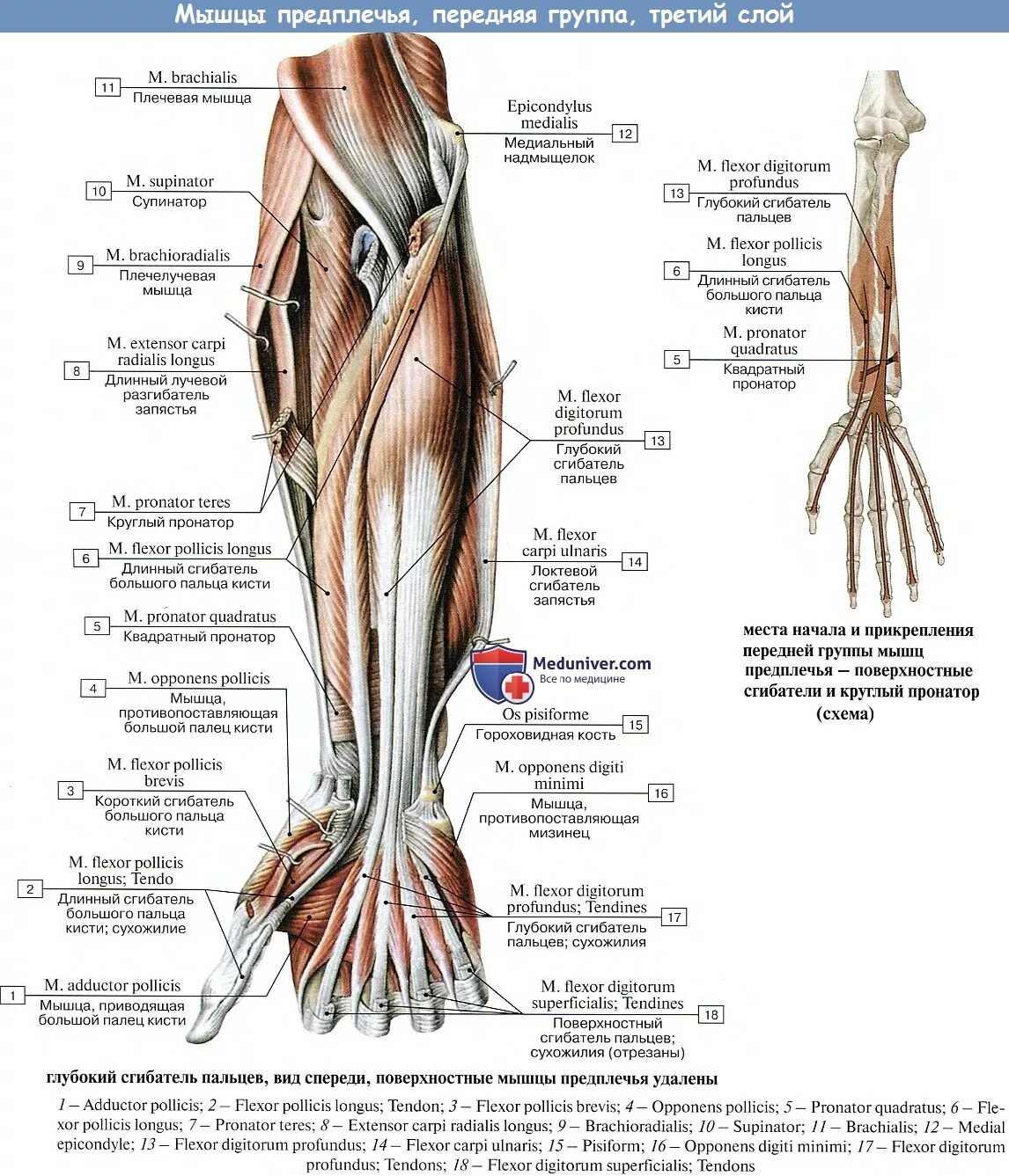 Мышцы предплечья передняя поверхностные. Передняя группа сгибателей предплечья. Мышцы предплечья анатомия передняя группа. Поверхностные мышцы предплечья анатомия.