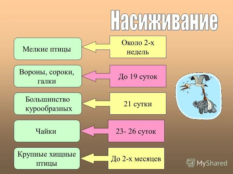 Годовой цикл в жизни млекопитающих